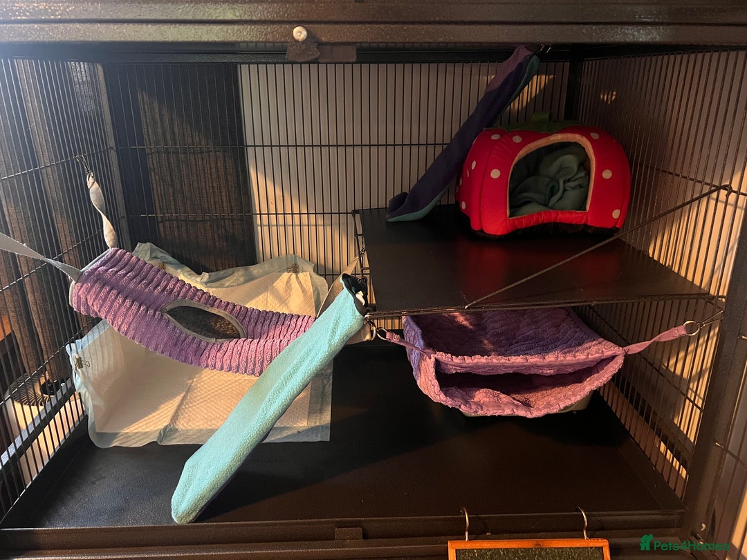 Ferret rodents for sale: 2 Bonded male ferrets, cage and full set up - Image 13