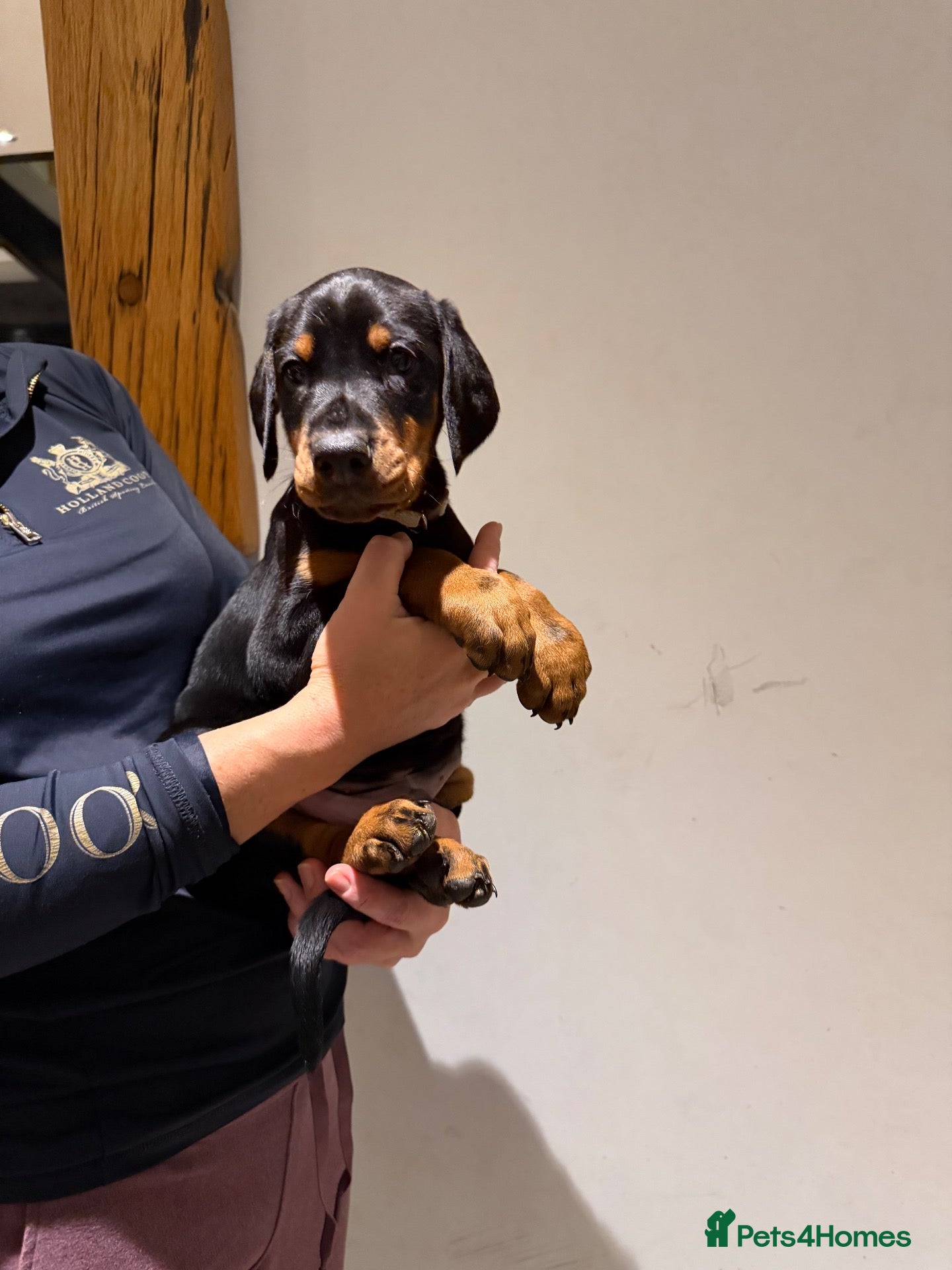 Dobermann dogs for sale: 8 stunning Doberman puppies  - Advert 2