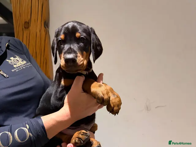 Dobermann dogs for sale: 8 stunning Doberman puppies - Advert 2