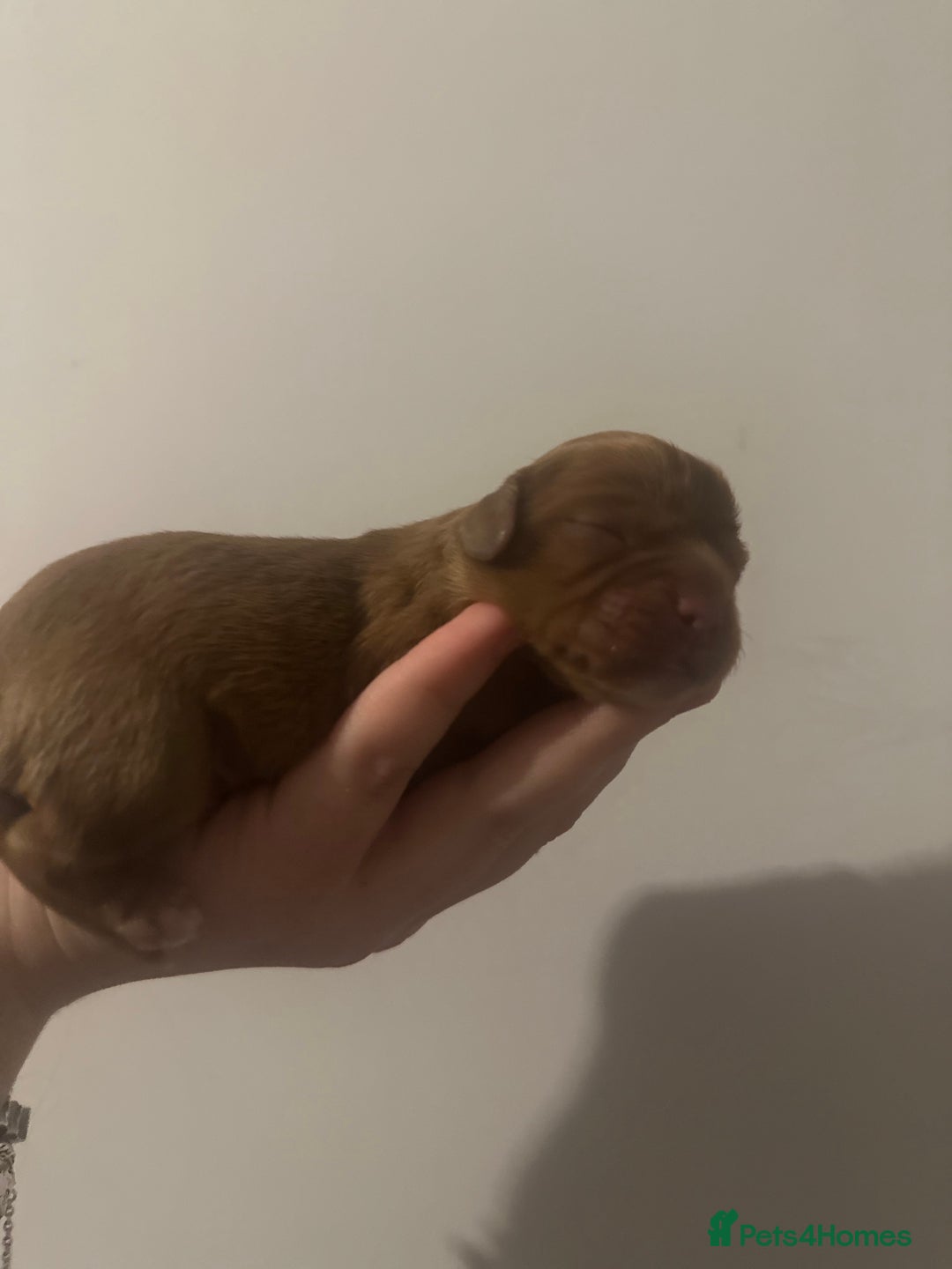 Cavalier King Charles Spaniel dogs for sale: cavalier king charles spaniels  - Image 10