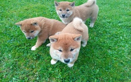 Japanese Shiba Inu dogs for sale: Japanese shiba inu puppies for sale, kc reg.  - Image 2