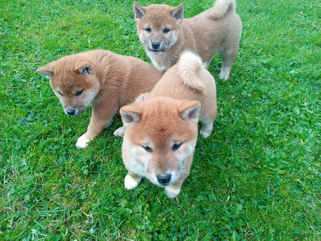 Japanese Shiba Inu dogs for sale: Japanese shiba inu puppies for sale, kc reg.  - Image 2