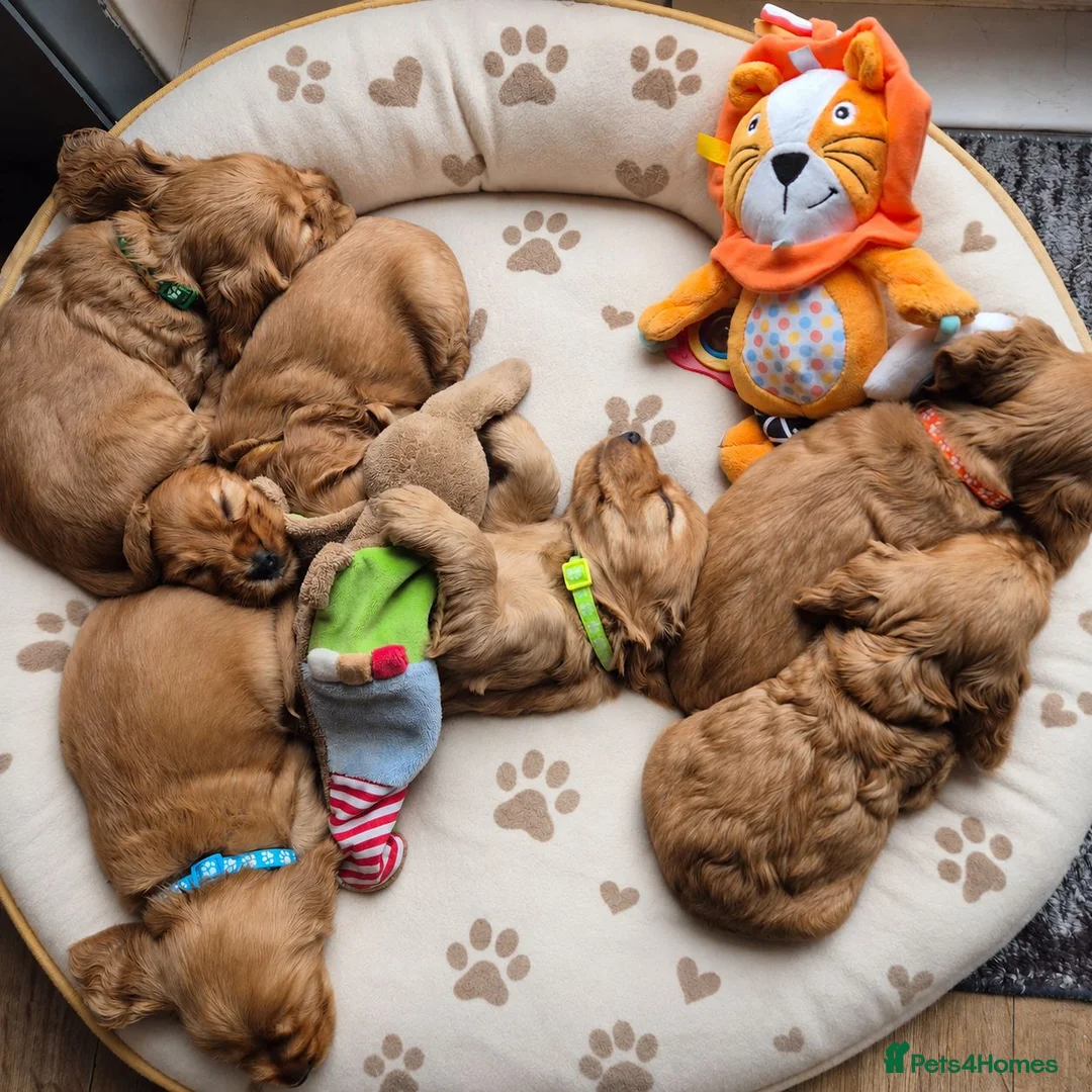 Cocker Spaniel dogs for sale: Cocker spaniel puppies  - Advert 2