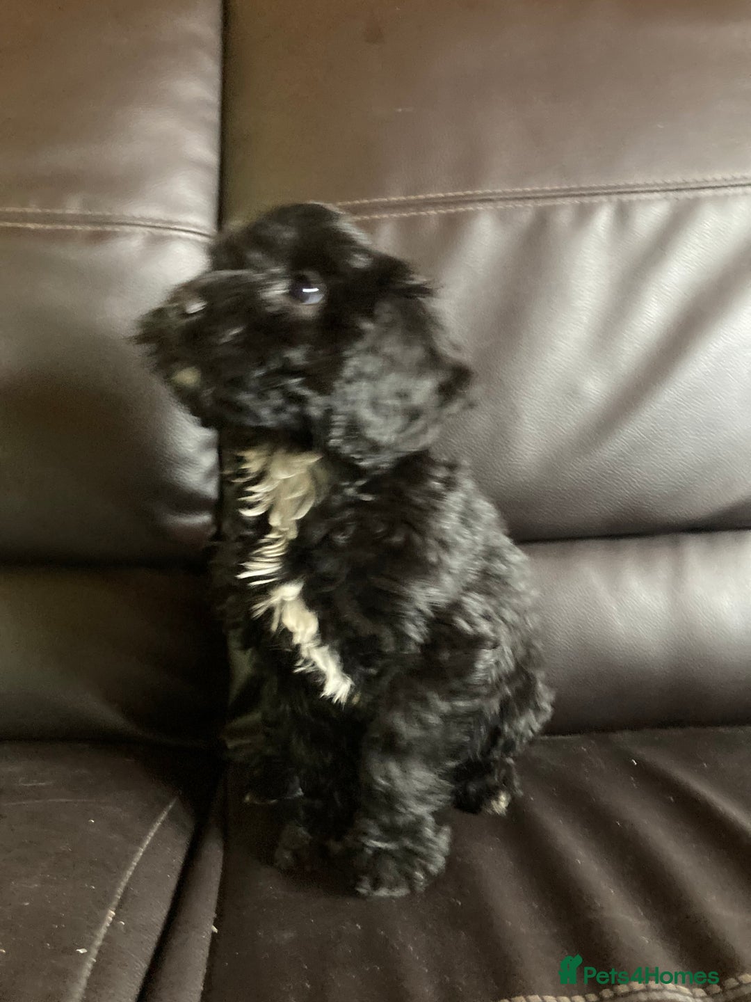Cockapoo dogs for sale: Cockapoos  - Image 24