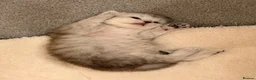 Persian cats for sale: ✨ Cute Persian kitten ✨ - Advert 10