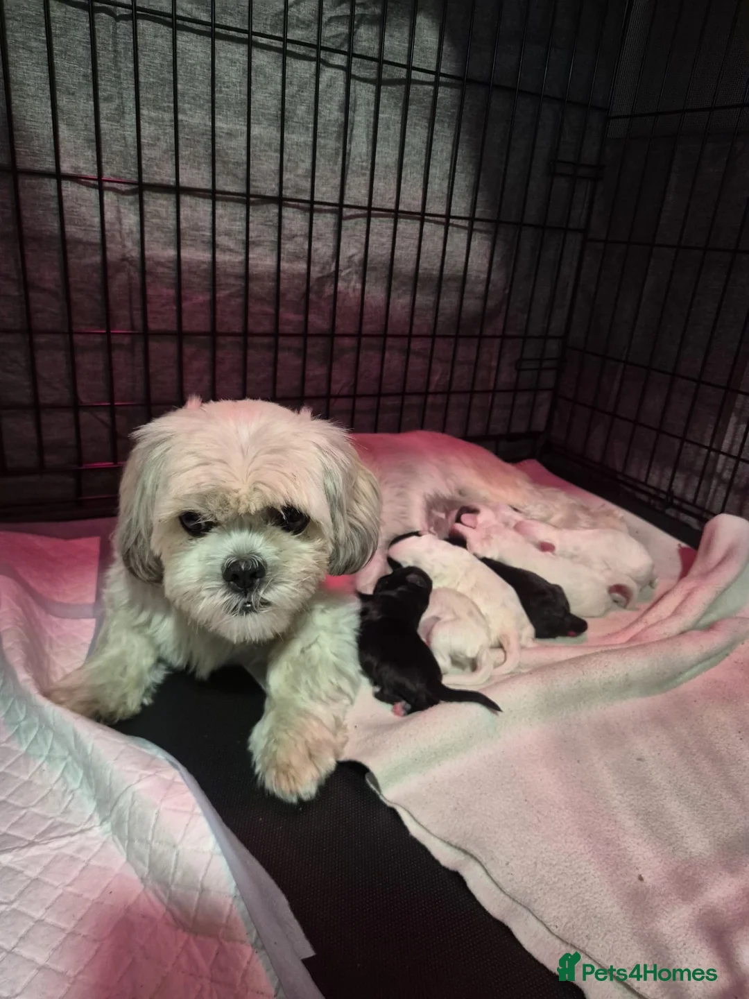 Shihpoo dogs for sale: Shihpoo boys for sale  - Advert 8