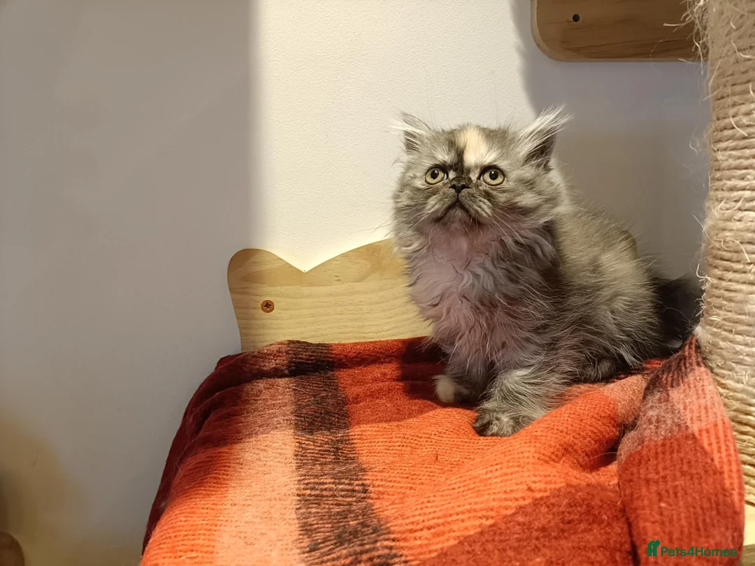Persian cats for sale: Persian kittens  in Stoke-on-Trent - Advert 24