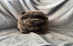 Chow Chow dogs for sale: Wyvernwest -smooth and rough puppies available 🐶  - Image 21