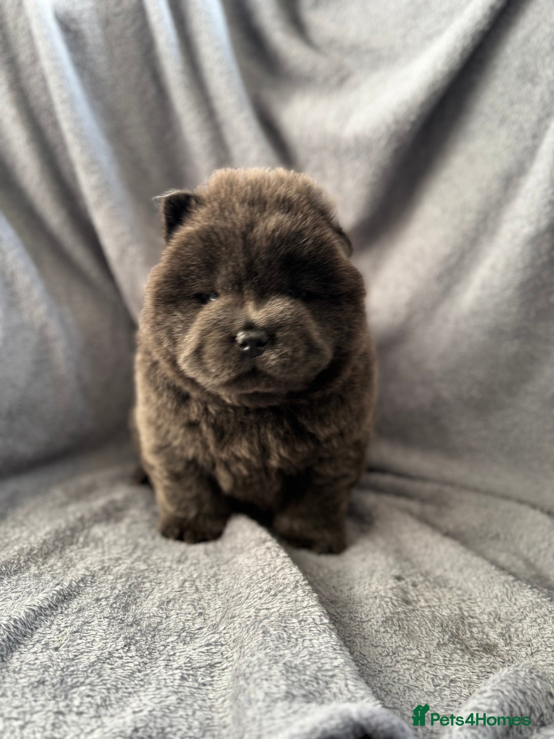 Chow Chow dogs for sale: Wyvernwest -smooth and rough puppies available 🐶  - Image 21