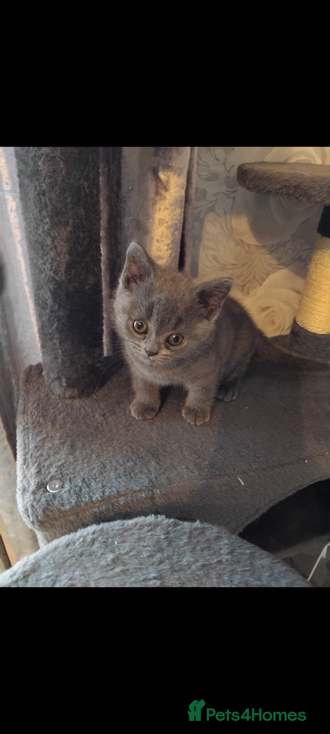 British Shorthair cats for sale: British Shorthair cats and kitten - Image 5