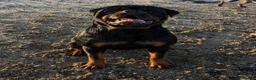Rottweiler dogs for sale: ⭐️ Outstanding Rottweiler Puppies ⭐️ - Advert 5