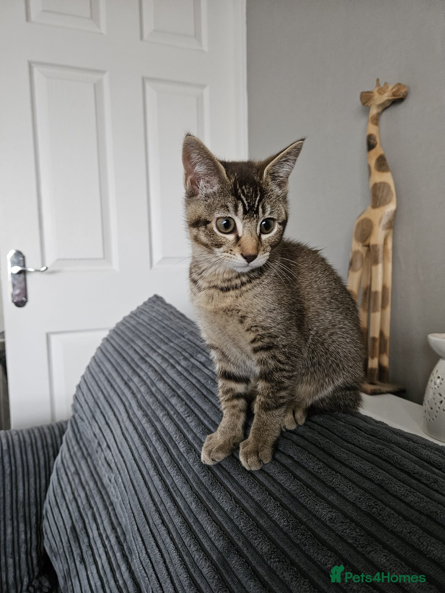 Mixed Breed cats Beautiful kitten - Advert 2