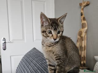Mixed Breed cats Beautiful kitten - Advert 1
