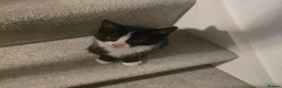 Mixed Breed cats for sale: 6 loving kittens looking for Forever homes  - Advert 7