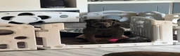 Mixed Breed dogs for sale: Litter of gorgeous Shar Pei cross puppies - Advert 2