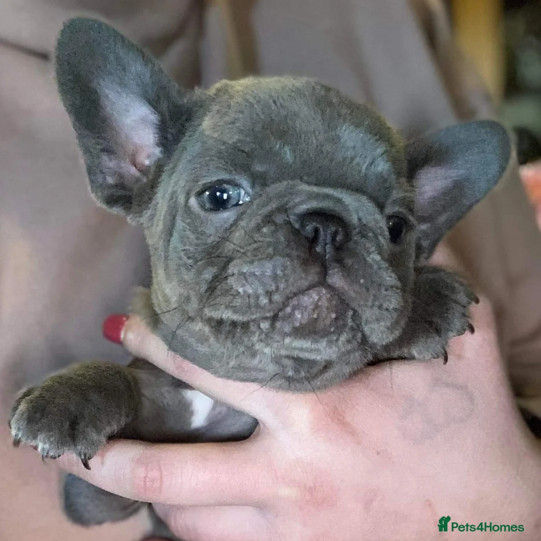 French Bulldog dogs for stud: Tiny 8kg Isabella and tan quad  - Advert 18