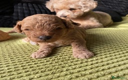 Poochon dogs for sale: 🐶🐾 4 STUNNING POOCHON PUPS 🐾🐶 - Image 11