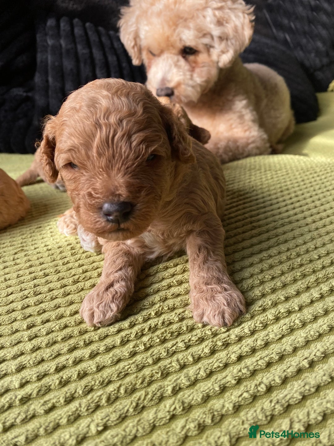 Poochon dogs for sale: 🐶🐾 4 STUNNING POOCHON PUPS 🐾🐶 - Image 11