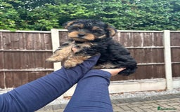 Yorkshire Terrier dogs for sale:  Yorkshire Terrier Puppies 😍🥰 2 available  - Image 4