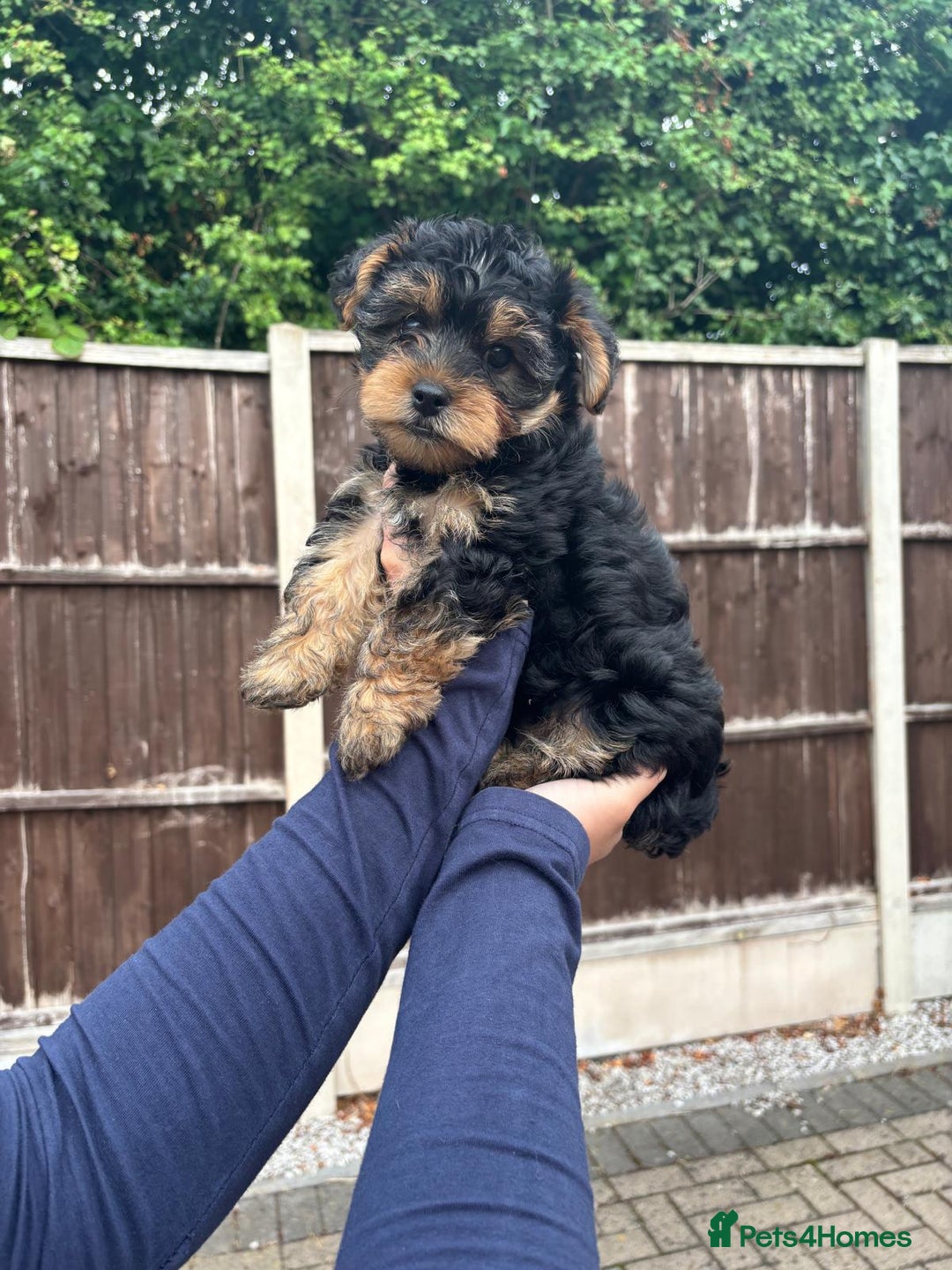 Yorkshire Terrier dogs for sale:  Yorkshire Terrier Puppies 😍🥰 2 available  - Image 4