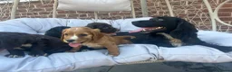 Cocker Spaniel dogs for sale: Working Cocker Spaniel - Advert 2