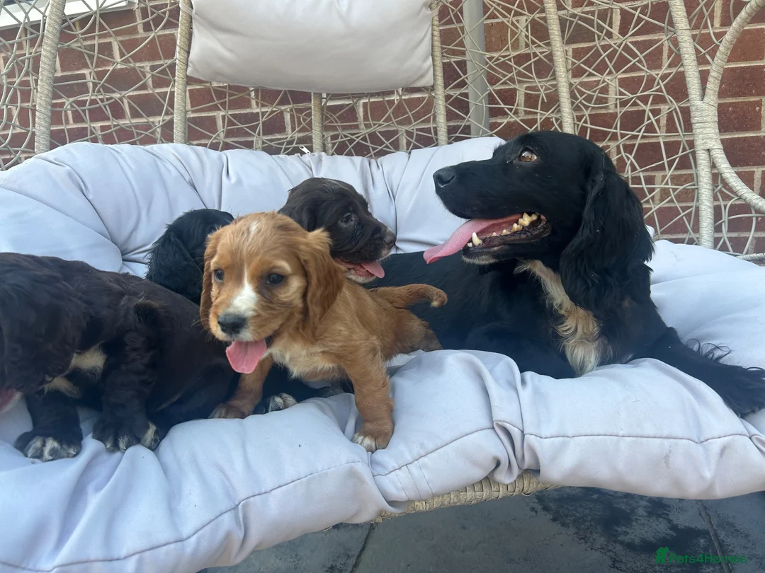 Cocker Spaniel dogs for sale: Working Cocker Spaniel - Advert 2