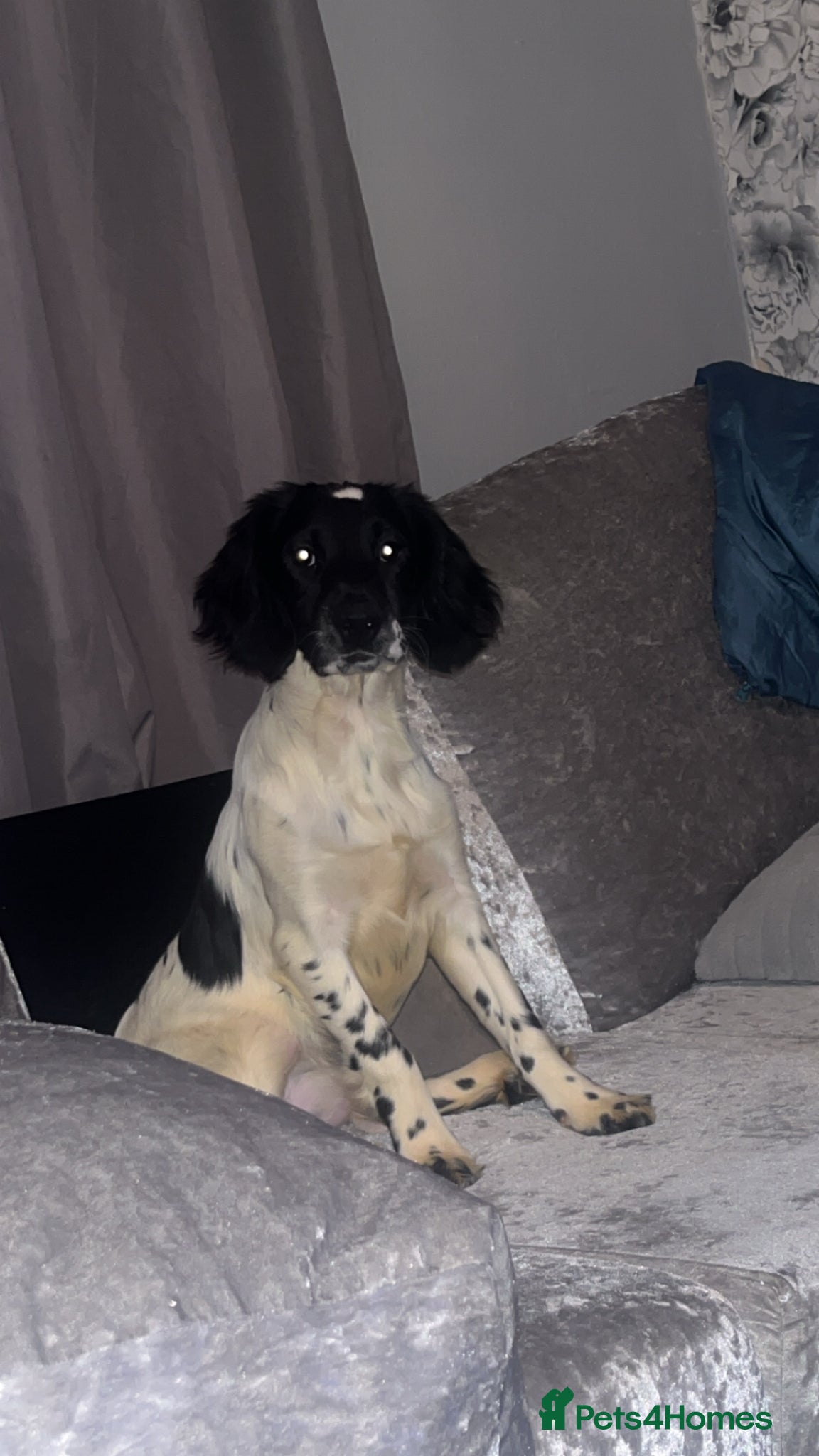 Sprocker dogs Lucy lou  - Advert 1