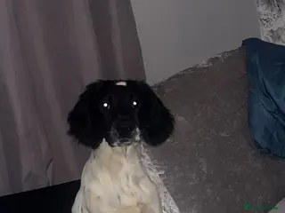 Sprocker dogs Lucy lou - Advert 2