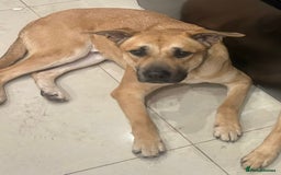 Mixed Breed dogs for sale: German shepherd/Belguim malonoi - Image 2