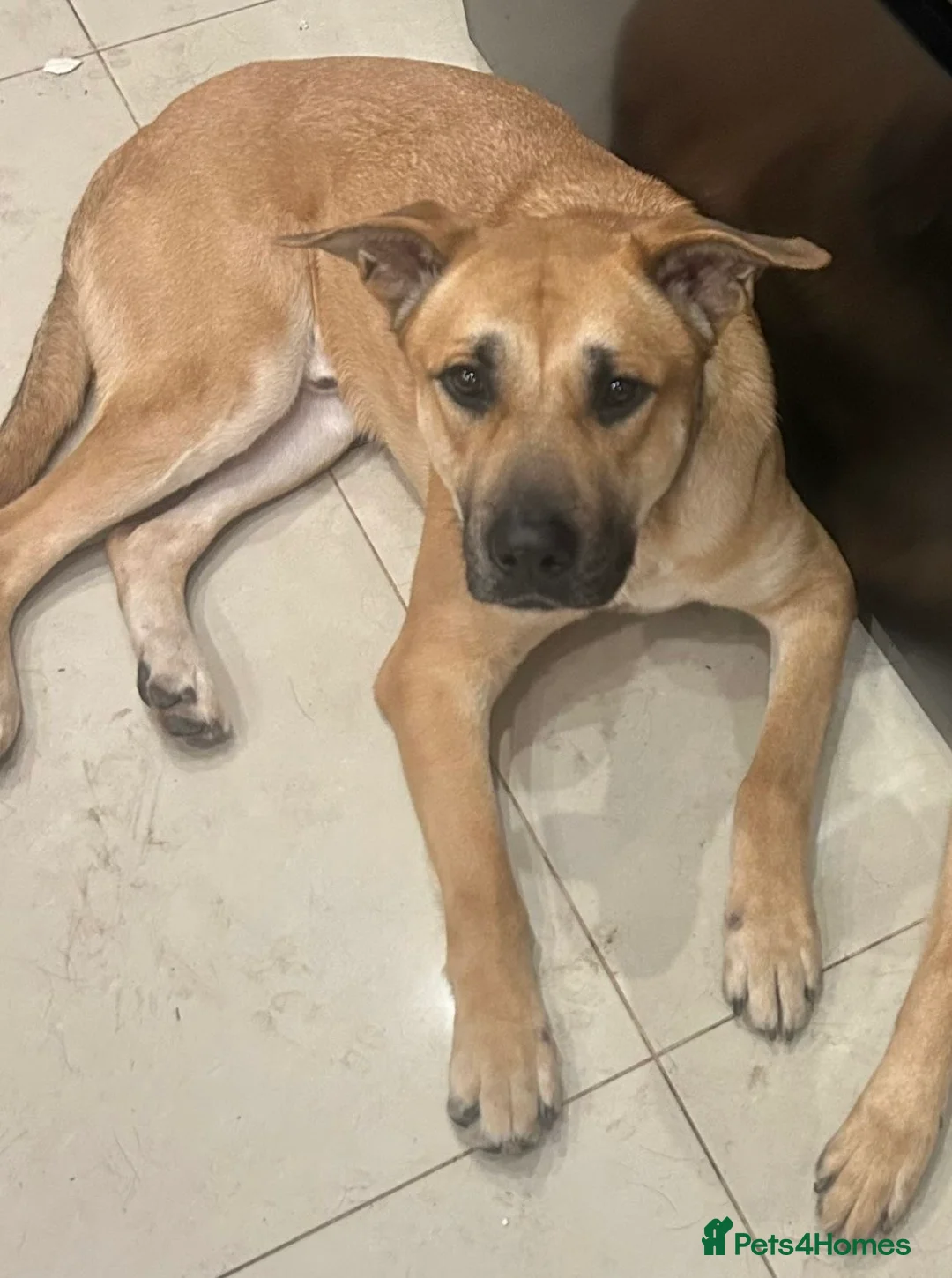 Mixed Breed dogs for sale: German shepherd/Belguim malonoi - Advert 2