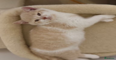 British Shorthair cats - Advert 7