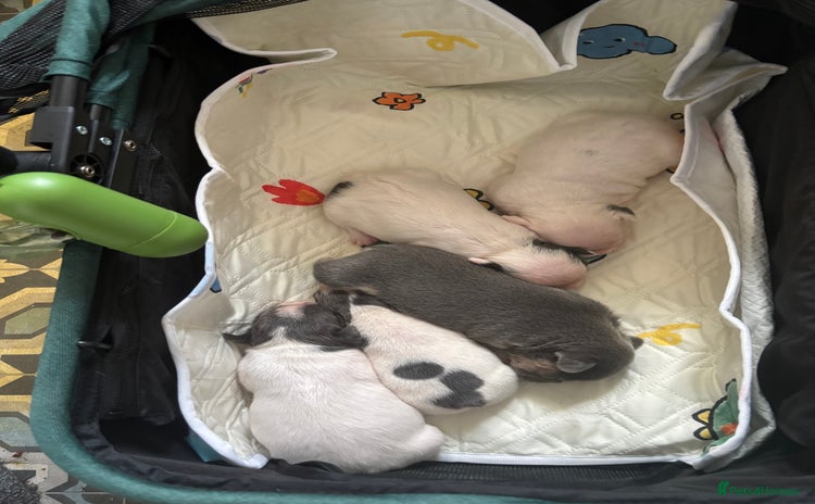French Bulldog dogs - Advert 1