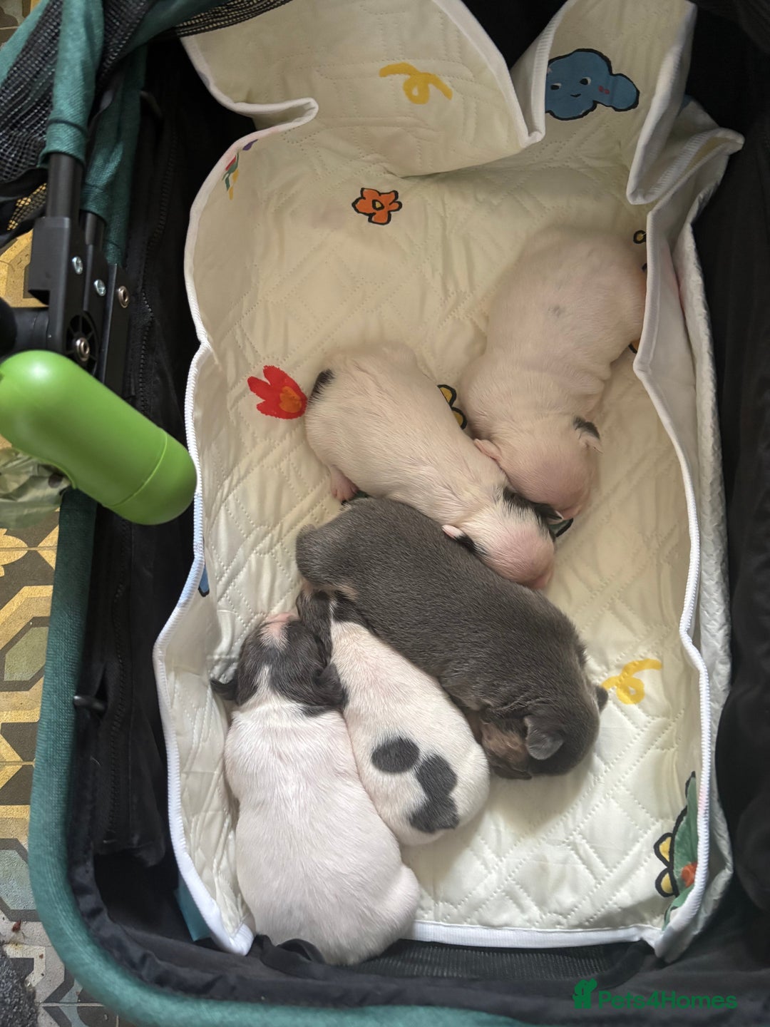 French Bulldog dogs for sale: Chunky French bulldog pups 4 girls  - Image 1