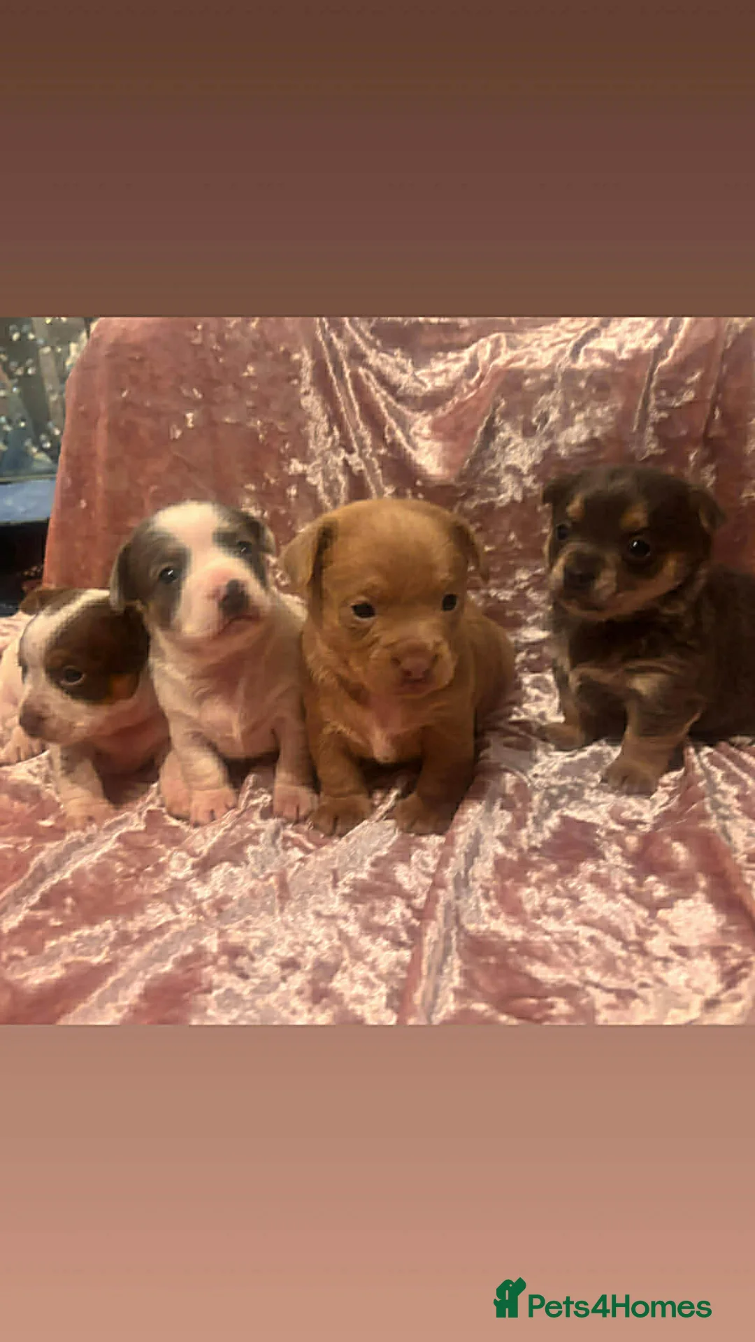 Chiweenie dogs for sale: Chiweenies pups  in Crowthorne - Advert 2