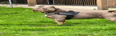 English Bulldog 1