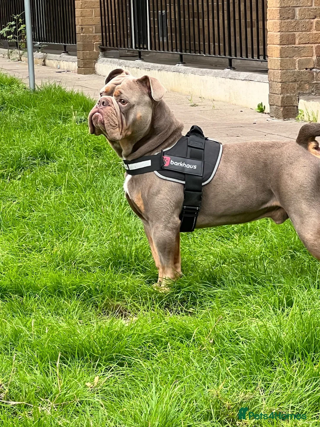 English Bulldog dogs for sale: English bulldog  in Stourbridge - Advert 1