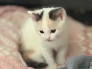 Turkish Van cats Gorgeous kittens - Advert 1