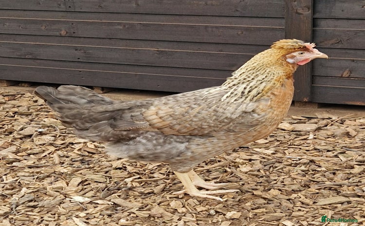 Chickens poultry - Advert 2