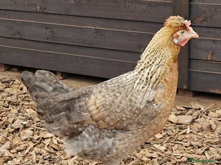 Chickens poultry - Advert 6