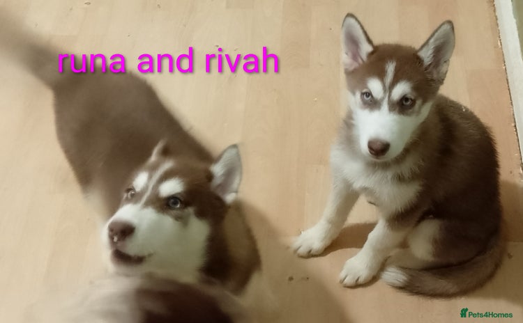 Siberian Husky dogs - Advert 2