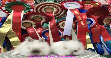 Lionhead rabbits - Advert 3