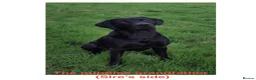 Labrador Retriever dogs for sale: Beautiful female Labrador puppy - last one left - Advert 20