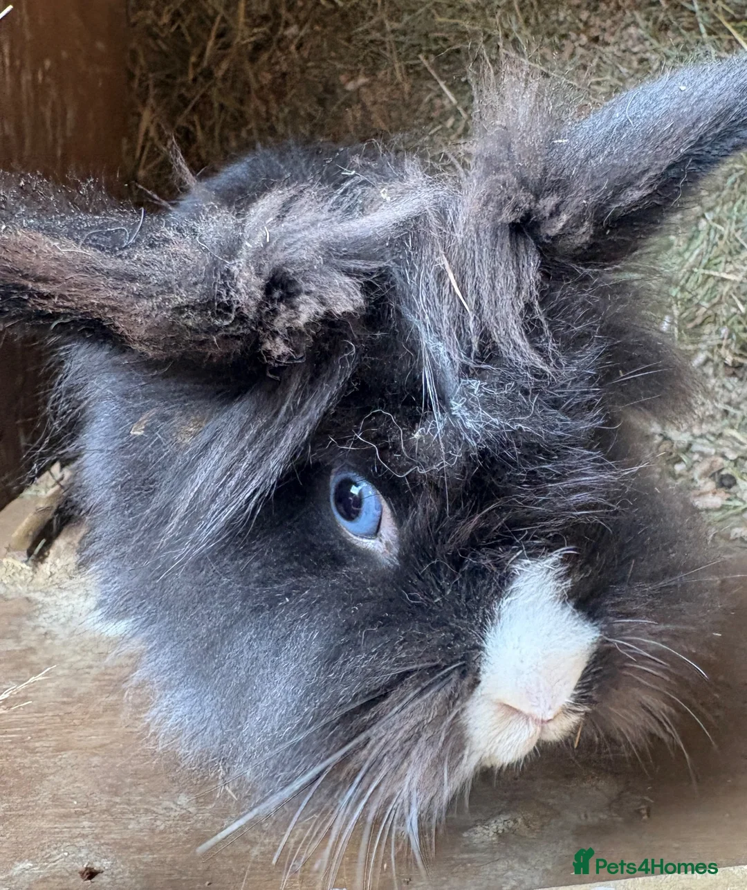 Lionhead rabbits for sale: 3 Lionhead Rabbits For sale  - Advert 3