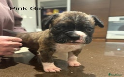 Boxer dogs for sale: Boxer Puppies  - Advert 22