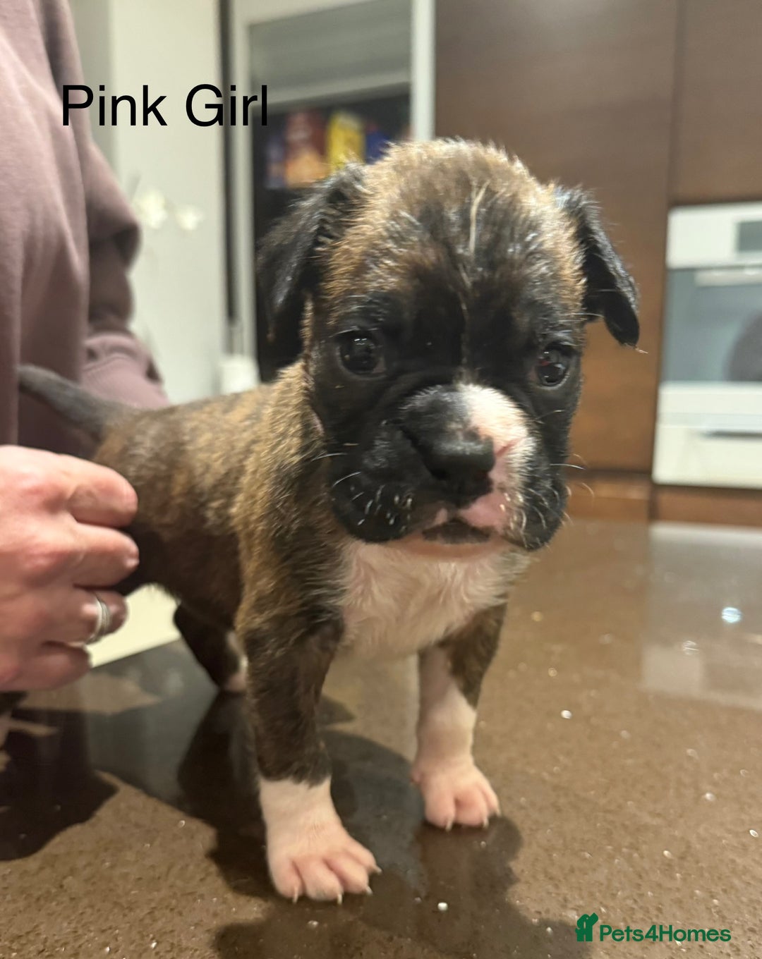 Boxer dogs for sale: Boxer Puppies  - Advert 22