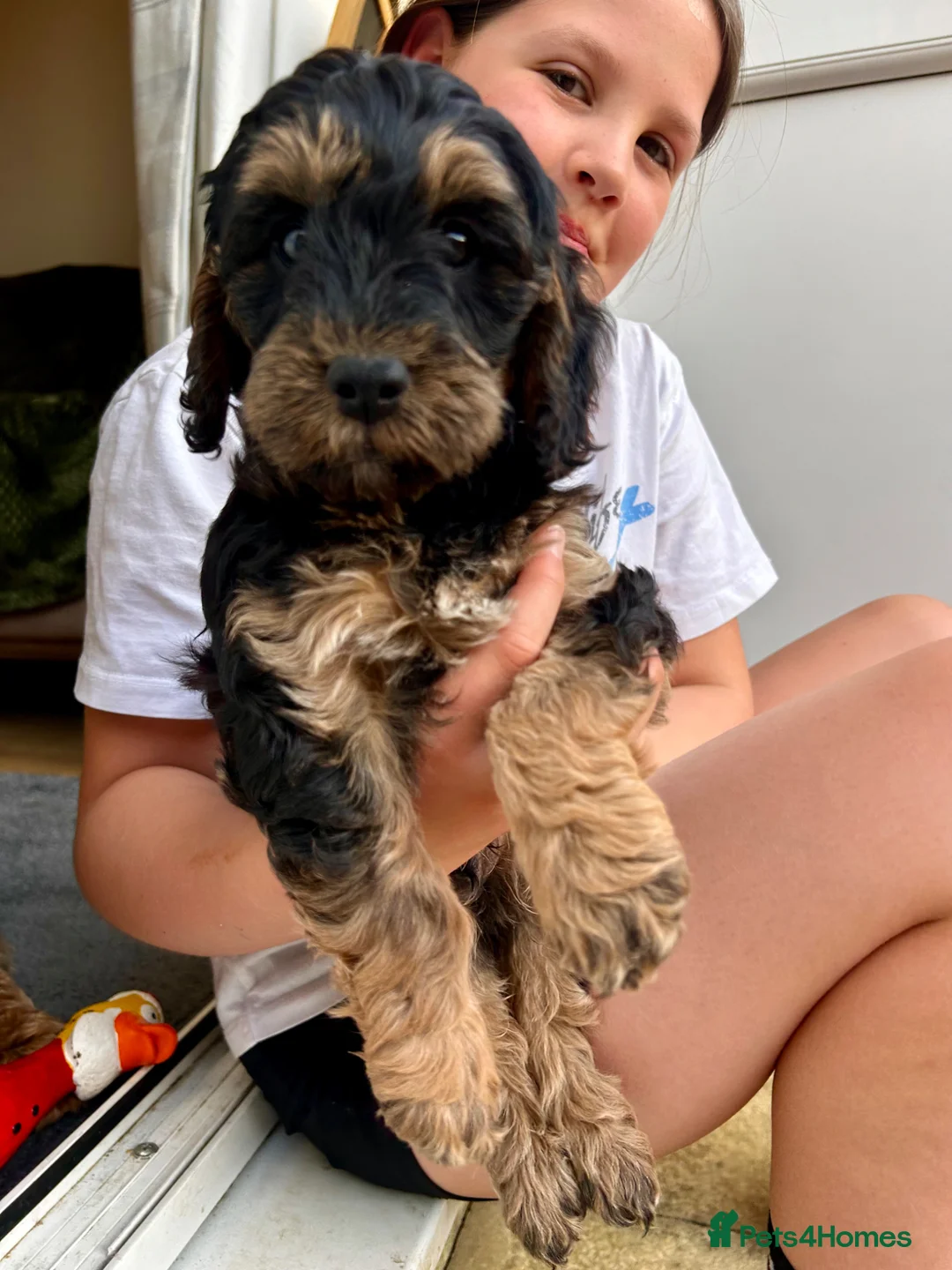 Cockapoo dogs for sale: RARE Agouti Sable Cockapoo Puppies - Advert 2