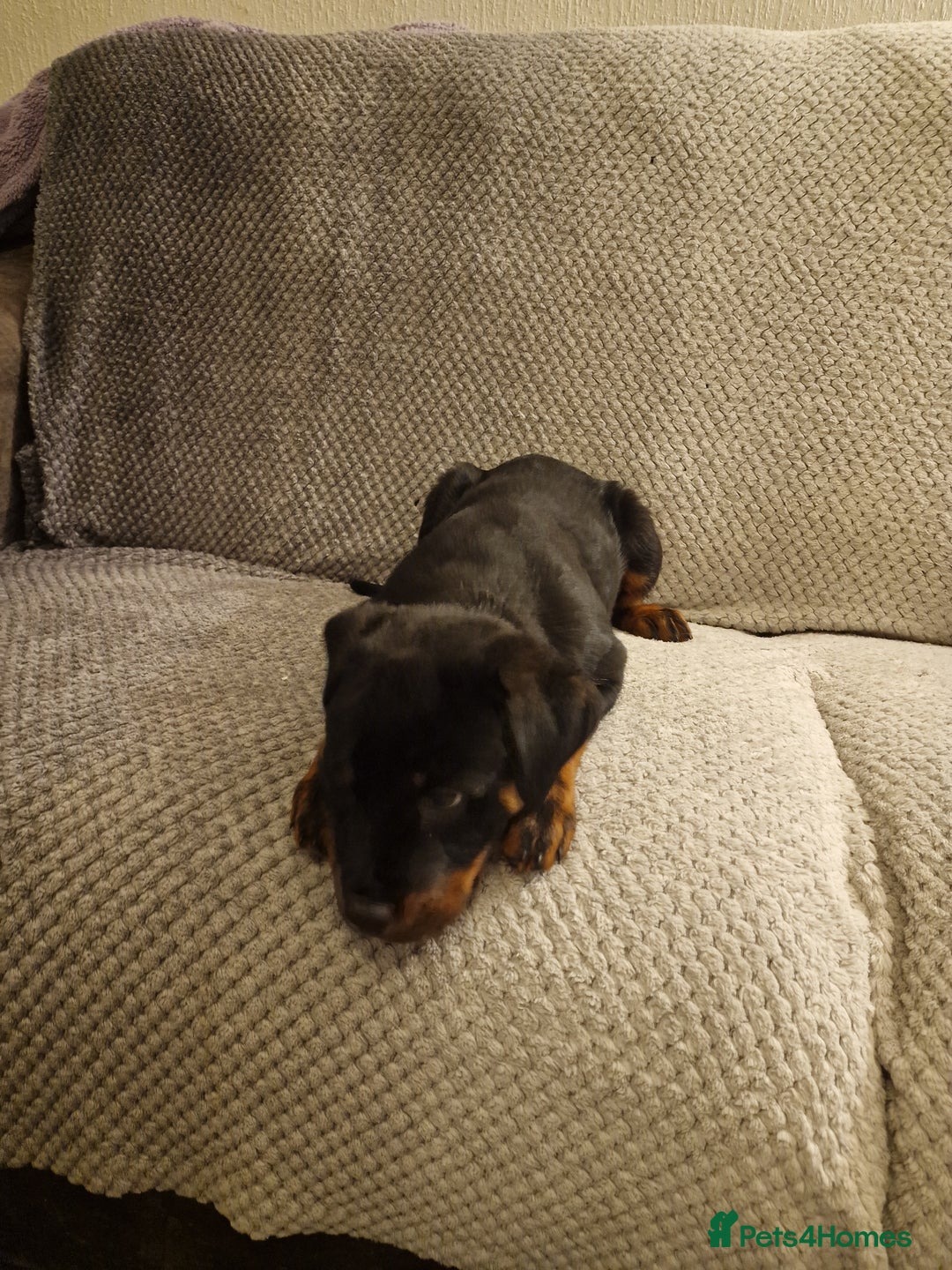 Rottweiler dogs for sale: 10 week old rottweiler female - Advert 11