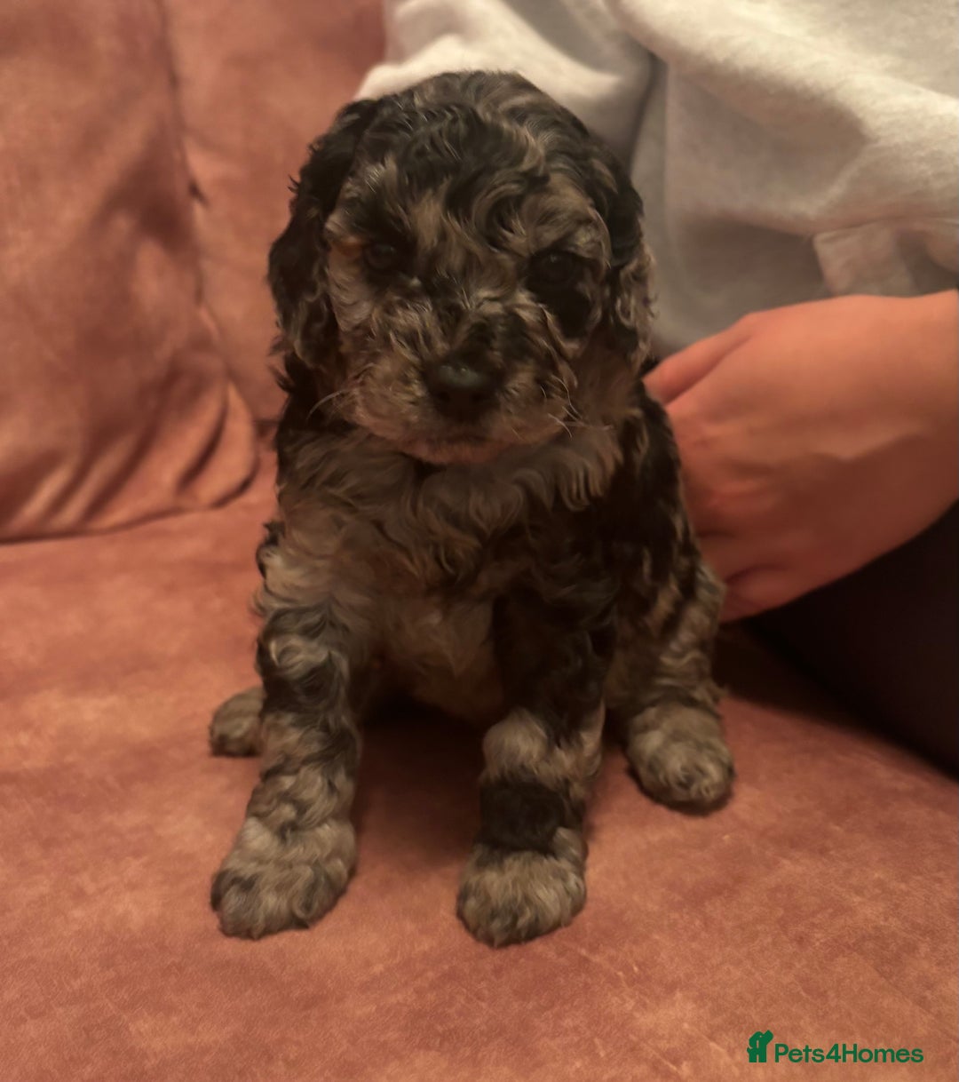 Cavapoo dogs for sale: Beautiful Cavapoo Puppies - Image 4