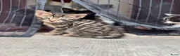Mixed Breed cats for sale: 3 Beautiful kittens - Advert 7