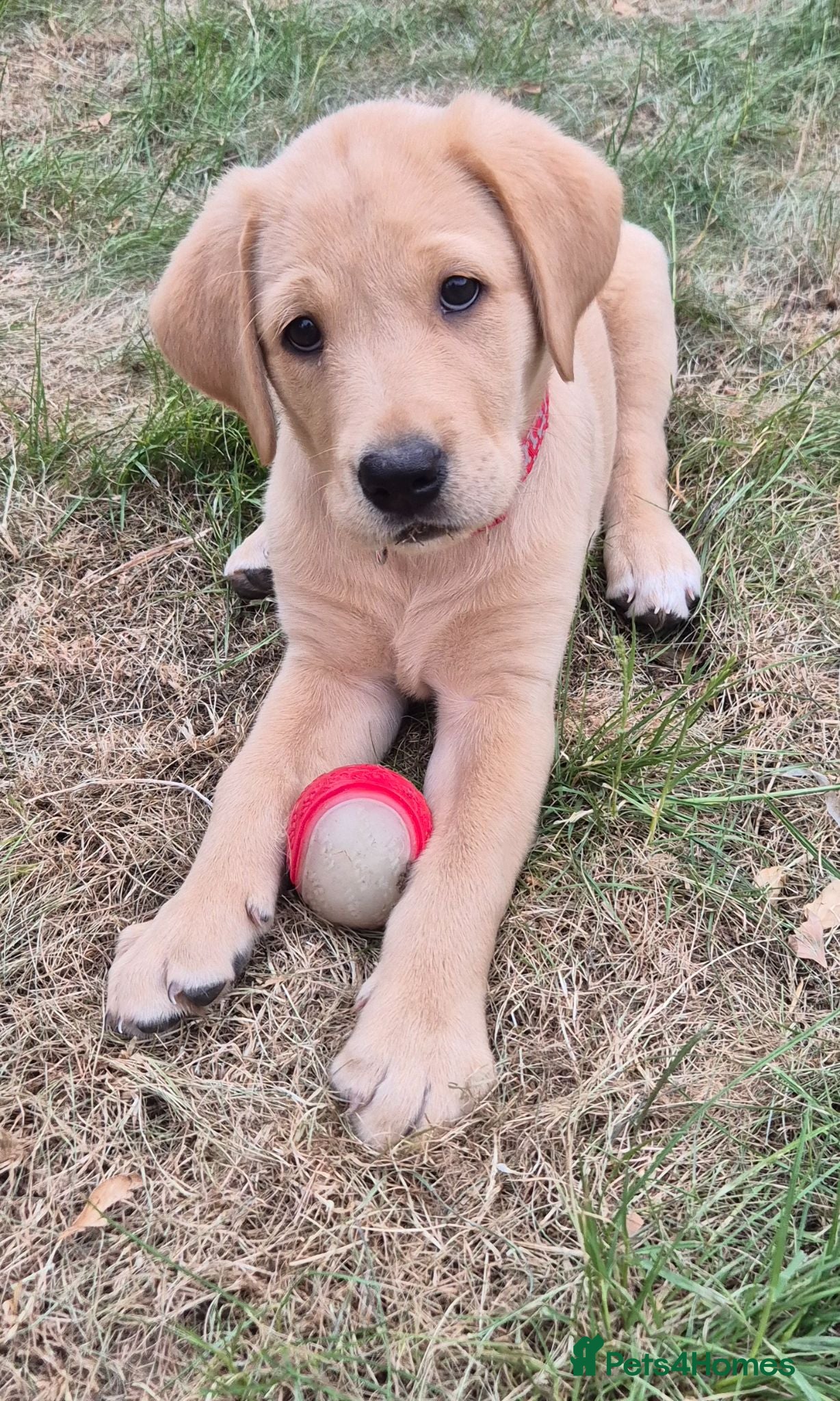 Labrador Retriever dogs Pedigree fox red labrador puppies FTC bloodlines. - Advert 2